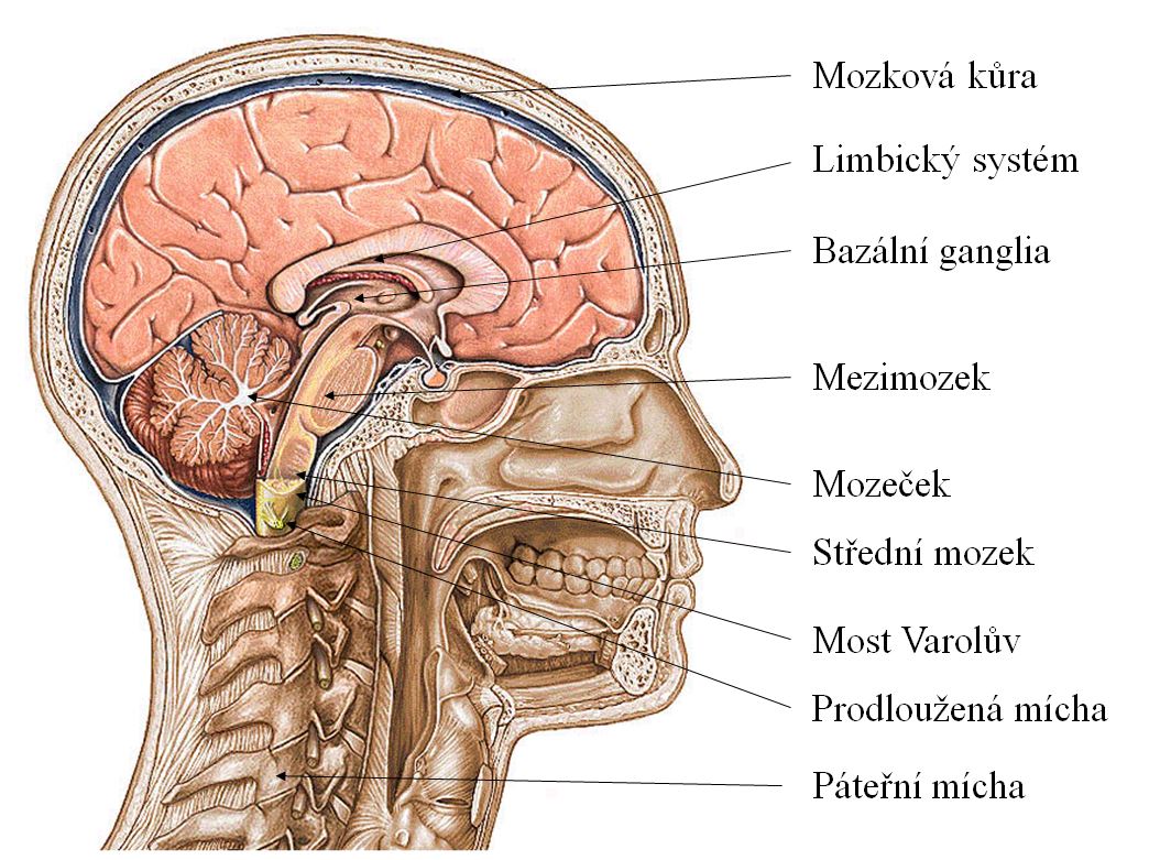 Гипофиз в голове. Расположение гипофиза в черепе. Перекрест зрительных нервов внутри черепа. Гипофиз эпифиз кости. Гипофиз атлас.